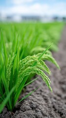 Green rice plants growing in a neatly aligned field under a bright sky, showcasing healthy crops and fertile soil.