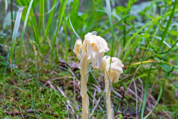 Beautiful Dutchman's pipe flowers with no chlorophyll