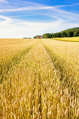 Cereal field in a rural landscape view a beautiful summer day