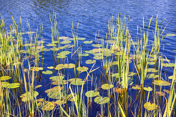 Water plants and lily pads at a lakeshore in the summer