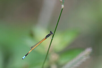Close up of Damselfly