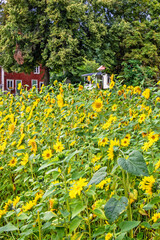 Flowering Sunflowers on a meadow by a house in the countryside