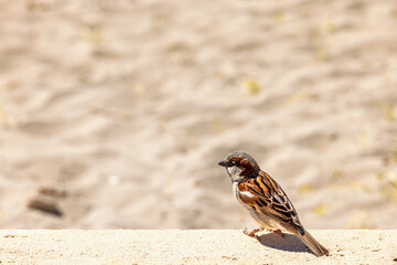 House sparrow sitting in the sunshine on a wall