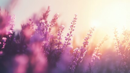 Naklejka premium Sunset Serenity: A Lavender Field Dream