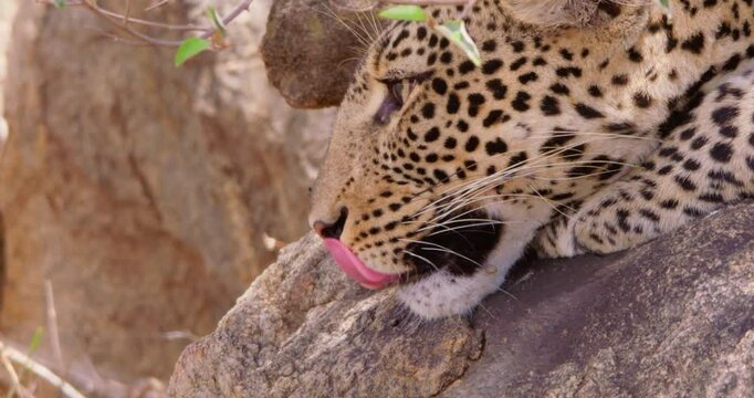 Extreme close-up of a Leopards (Panthera pardus) head resting on a rock in dry savannah grassland at midday in Kenya