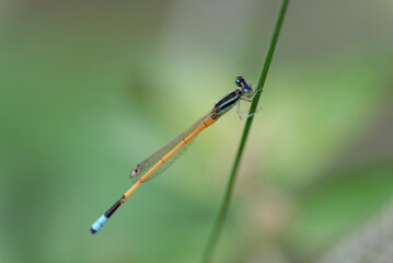 Close up of Damselfly