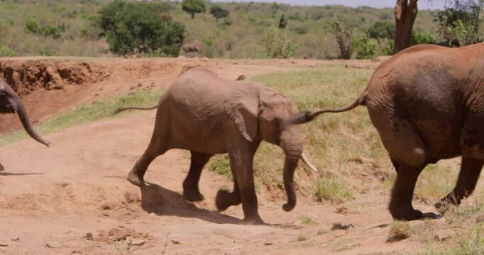 Wide of a herd of African Bush Elephants (Loxodonta africana) walking inline in a waterhole in the savannah at midday in Kenya 