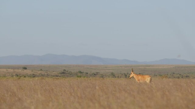 Very wide dolly tracking of a Hartebeest (Alcelaphus buselaphus) walking through tall dry grass in Kenya overlooking distant hilly landscape