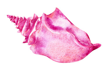 Watercolor pink sea shell hand paint illustration