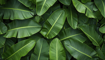 Dense foliage pattern with large banana like leaves creates lush, vibrant atmosphere