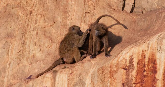Wide of pair of Olive Baboons (Papio anubis) grooming on rock slope in savanna in morning in Kenya