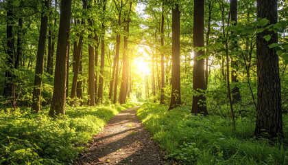 Obraz premium serene forest path illuminated by golden sunlight, surrounded by lush green foliage
