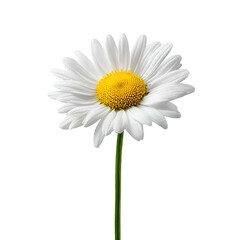 Naklejka premium Daisy flower isolated on white background