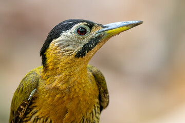 Laced Woodpecker - Picus vittatus, beautiful colored woodpecker native to Southeast Asian forests and woodlands, Vietnam.