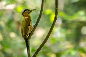 Laced Woodpecker - Picus vittatus, beautiful colored woodpecker native to Southeast Asian forests and woodlands, Vietnam.