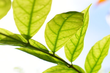 green leaf with water drop in the garden, blue sky and white cloud background in springtime