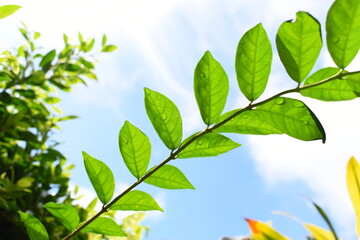 green leaf with water drop in the garden, blue sky and white cloud background in springtime