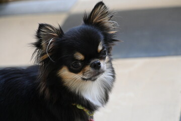 tiny black and brown furry dog in home, cute chihuahua canine
