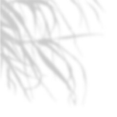 Soft shadow of tree branches on white background. Natural light overlay with subtle palm or leaf silhouettes. Minimal botanical shadow backdrop for product display. Realistic vector illustration.