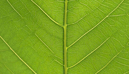 Obraz premium close up view of vibrant green leaf showcasing intricate vein patterns and smooth texture