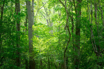 新緑の森の中