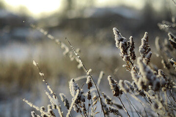 White snow on a bare tree branches on a frosty winter day, close up. Natural background. Selective...