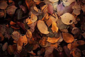Beautiful Nature Autumn landscape. Scenery view on autumn city park with golden yellow foliage in Sunny day. Walking path in the city Park strewn with autumn fallen leaves.