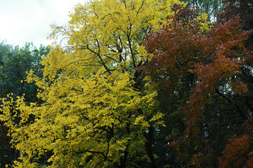 Fototapeta premium Lively closeup of falling autumn leaves with vibrant backlight from the setting sun