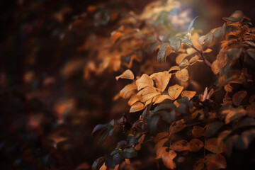 Beautiful Nature Autumn landscape. Scenery view on autumn city park with golden yellow foliage in Sunny day. Walking path in the city Park strewn with autumn fallen leaves.
