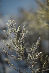 Naklejka premium White snow on a bare tree branches on a frosty winter day, close up. Natural background. Selective botanical background.
