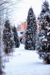 Winter atmospheric landscape with frost-covered dry plants during snowfall. Winter Christmas...