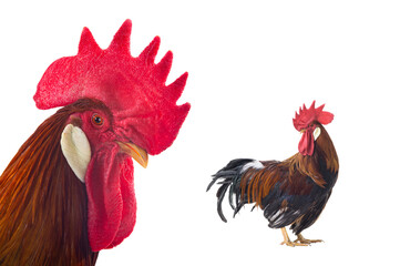  portrait brown rooster isolated on white background