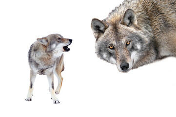 Gray wolf portrait isolated on white background