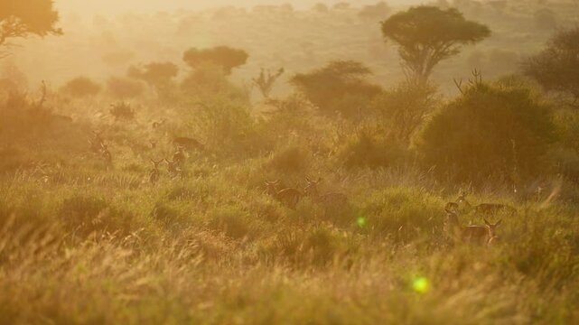 Very wide gimbal parallax of herd of Impalas (Aepyceros melampus)grazing with birds flying by in background in sunrise in Kenya