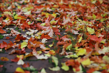 Beautiful autumn landscape with yellow trees and sun. Colorful foliage in the park. Falling leaves natural background