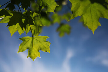 Lively closeup of spring leaves with vibrant backlight from the setting sun