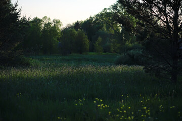 Lively closeup of spring leaves with vibrant backlight from the setting sun