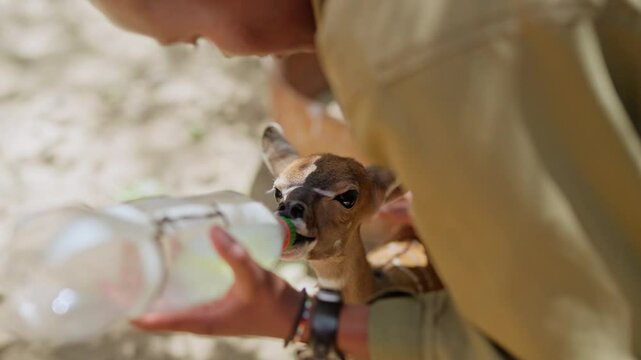 Extreme close up of bottle feeding and back stroking of baby Kudu Antelope (Tragelaphus angasii) by female caretaker at daytime in Kenya