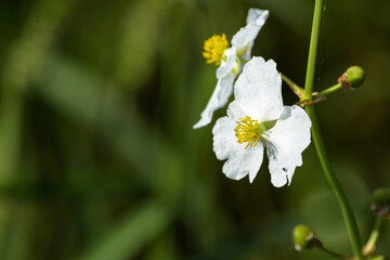 Obraz premium Lake Okeechobee the Liquid Heart