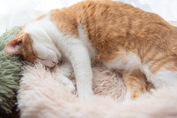 窓辺で眠る可愛い猫　茶トラ白	