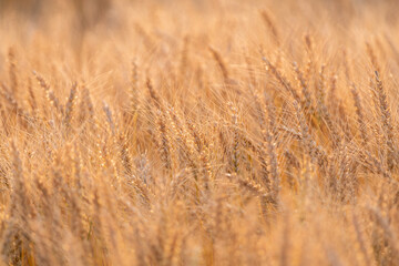陽に照らされて輝く麦畑