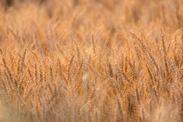 陽に照らされて輝く麦畑