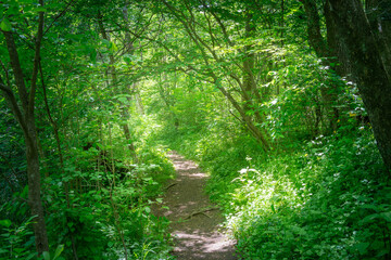緑に囲まれた小道