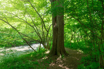 Naklejka premium 新緑に包まれる川沿いの散歩道