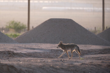 A coyote running through a construction site early in the morning