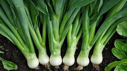 Obraz premium Group of fresh green onions growing in a garden bed. there are six onions in total, arranged in a row, with their leaves still attached to the stems.