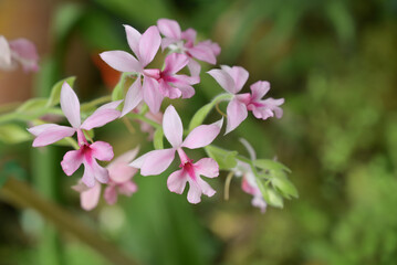Delicate Calanthe orchid flowers with soft white and pale pink petals, highlighted by magenta centers, bloom gracefully against a dark green blurred background.