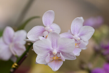 A delicate bouquet of white and light purple Phalaenopsis orchids with speckled petals blooms elegantly against a softly blurred background. © nooumaporn
