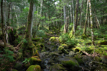 深い森の中、苔の森、白駒の池