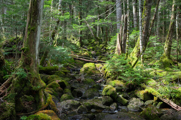 深い森の中、苔の森、白駒の池